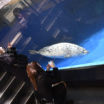 ［６］水族館撮影は一眼レフカメラよりスマートフォン！？