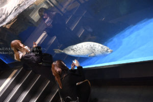 ［６］水族館撮影は一眼レフカメラよりスマートフォン！？