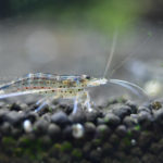 ［６］水族館でマイクロレンズが活躍する理由！！