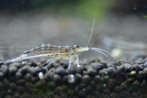 ［６］水族館でマイクロレンズが活躍する理由！！