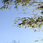 ［６］冬の青空を見上げて！！