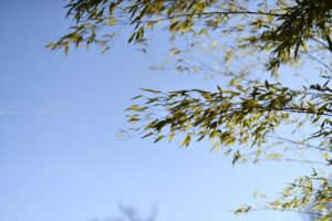 ［６］冬の青空を見上げて！！