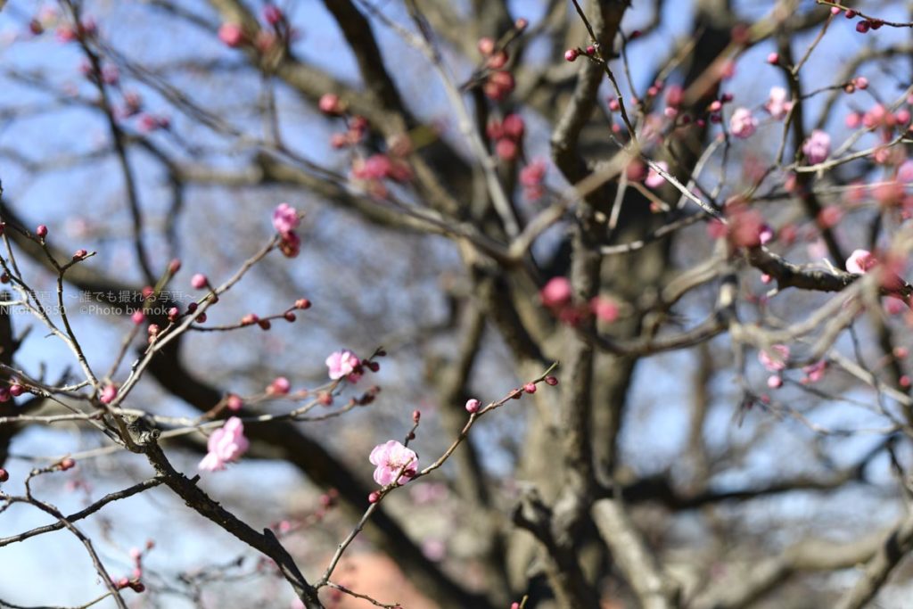 ［６］寒い冬晴れの公園で梅の花を発見