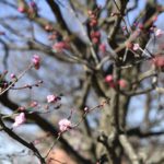 ［６］寒い冬晴れの公園で梅の花を発見