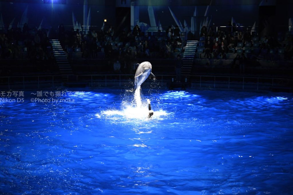 ［６］映画のシーンのように人の上を飛び越えていくイルカの姿に歓声