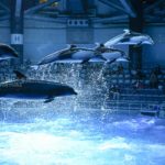 ［６］イルカのジャンプの瞬間を撮るには！？