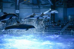 ［６］イルカのジャンプの瞬間を撮るには！？