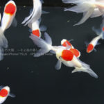 ［６］すみだ水族館の金魚達で、インスタ映えを狙う！？