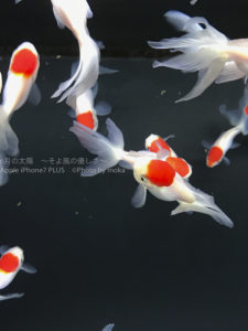 ［６］すみだ水族館の金魚達で、インスタ映えを狙う！？