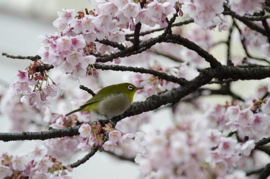 ［６］綺麗に咲く花とメジロの姿に、冬の終わりが見えてきた！？