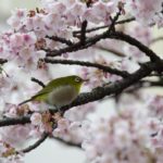 ［６］綺麗に咲く花とメジロの姿に、冬の終わりが見えてきた！？