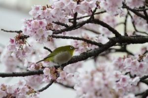 ［６］綺麗に咲く花とメジロの姿に、冬の終わりが見えてきた！？