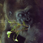 ［６］ゴリラの表情は、まるで人間そのもの！！