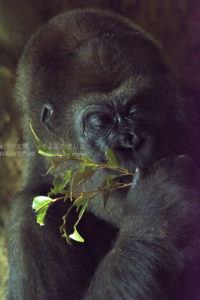 ［６］ゴリラの表情は、まるで人間そのもの！！