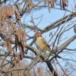 ［６］春に向けて、野鳥撮影に挑戦！！