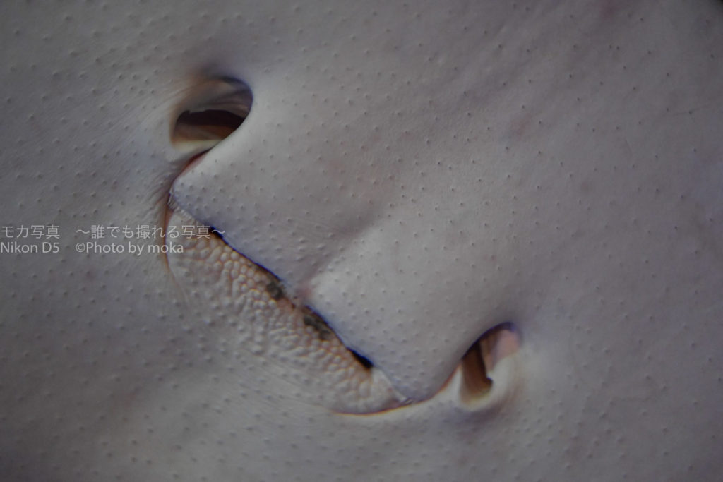 ［６］水族館で見つけた変な顔！！