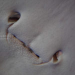 ［６］水族館で見つけた変な顔！！