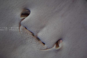 ［６］水族館で見つけた変な顔！！