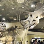 ［６］上野で「ティラノサウルス」と「トリケラトプス」に出会った！