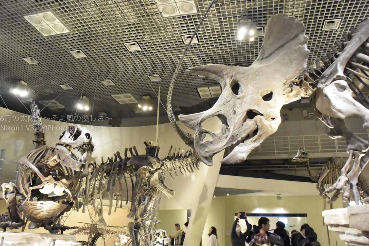 ［６］上野で「ティラノサウルス」と「トリケラトプス」に出会った！