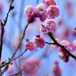 ［６］現在５分咲早咲きの梅の花、見頃は間近！？