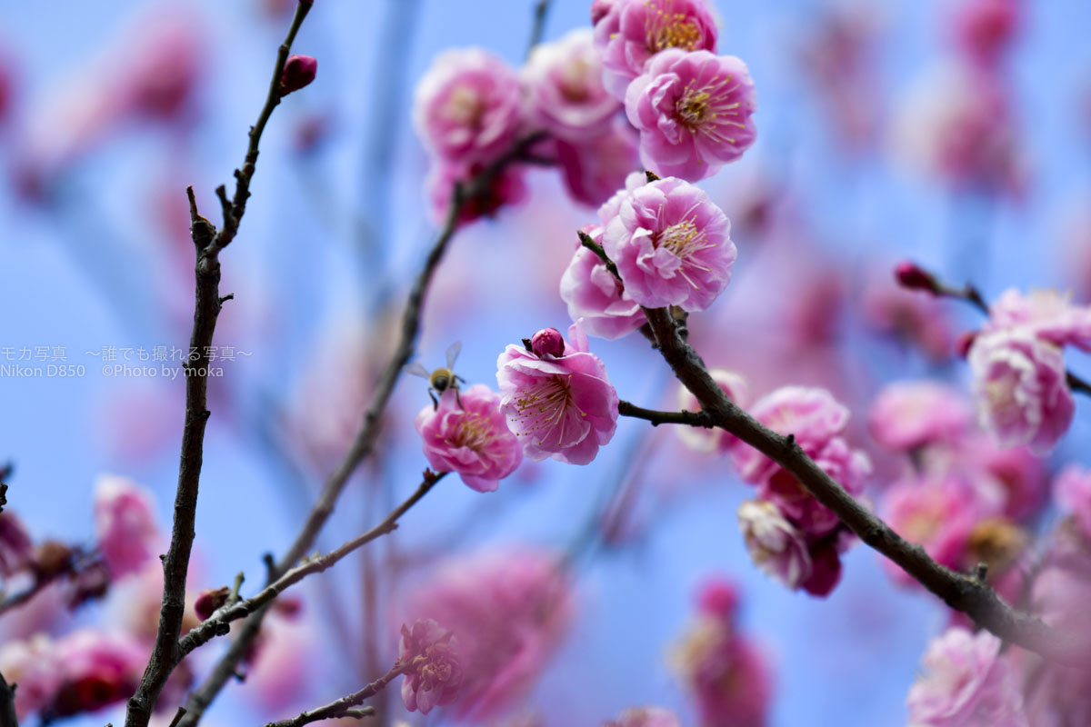 ［６］現在５分咲早咲きの梅の花、見頃は間近！？