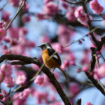 ［６］梅の花の中でジョウビタキに出会った！！