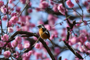 ［６］梅の花の中でジョウビタキに出会った！！