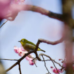 ［６］梅の花を目当てに集まるメジロとカメラマン