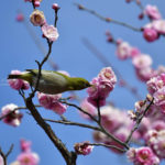 ［６］青空にピンクの梅の花とメジロ