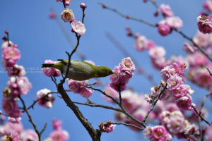 ［６］青空にピンクの梅の花とメジロ