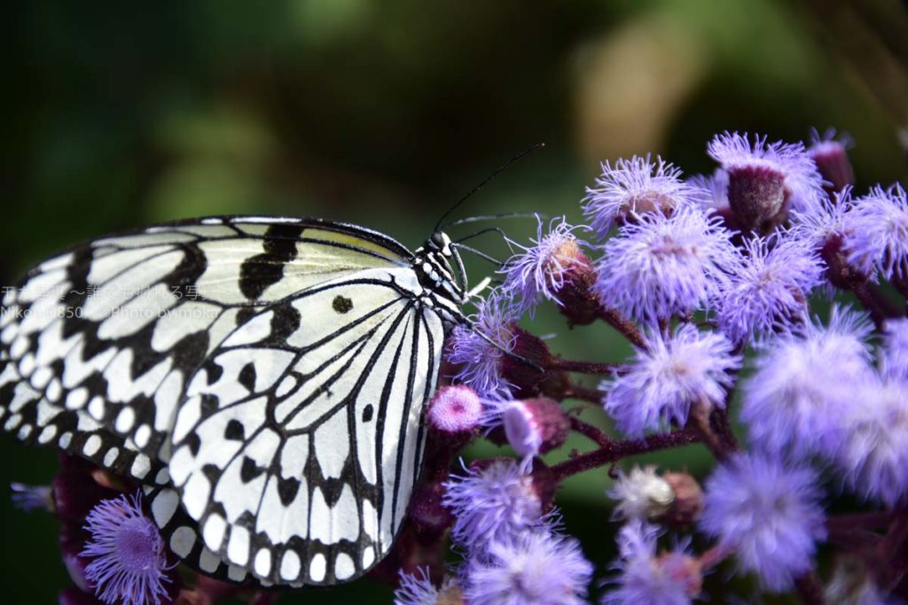 ［６］常夏の室内をヒラヒラと舞う蝶！！