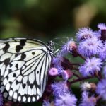 ［６］常夏の室内をヒラヒラと舞う蝶！！