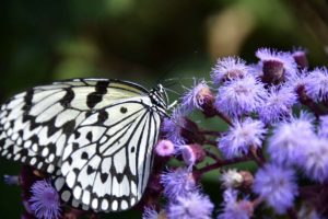 ［６］常夏の室内をヒラヒラと舞う蝶！！