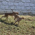［６］多摩動物公園で必見の子チーターたち！！