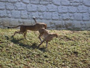 ［６］多摩動物公園で必見の子チーターたち！！