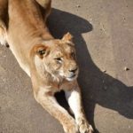 ［６］多摩動物公園のライオンエリア