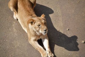［６］多摩動物公園のライオンエリア