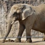 ［６］多摩動物園の象さん、お腹が大きく見えるのは気のせい？？