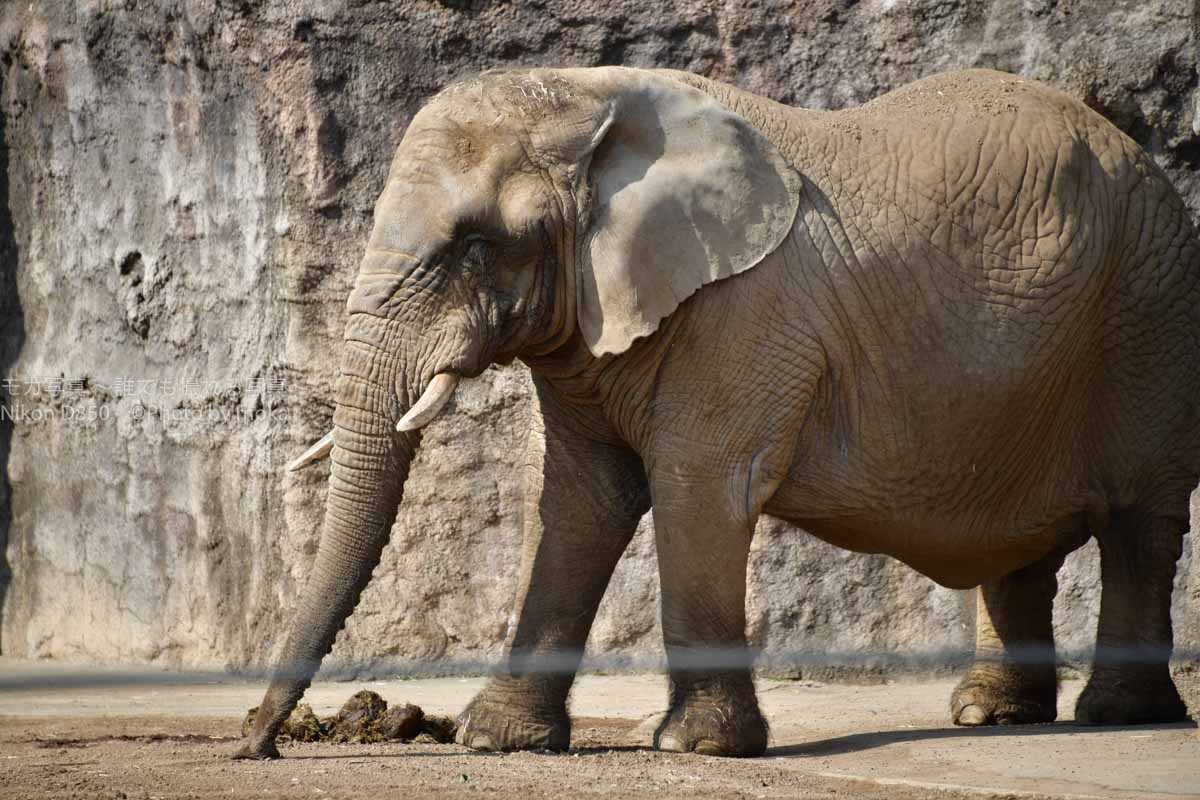 ［６］多摩動物園の象さん、お腹が大きく見えるのは気のせい？？