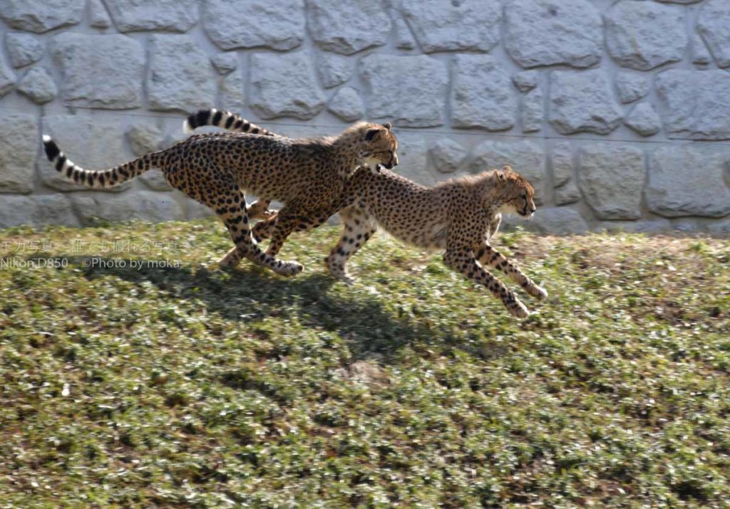 ［６］園庭を走り回るチーターの姿はスピード感満点！！