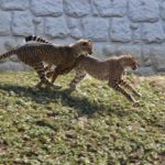 ［６］園庭を走り回るチーターの姿はスピード感満点！！