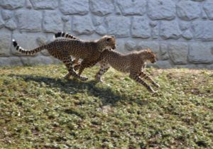 ［６］園庭を走り回るチーターの姿はスピード感満点！！