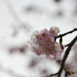 ［６］埼玉県川口市にある密蔵院の安行桜が見頃です！！