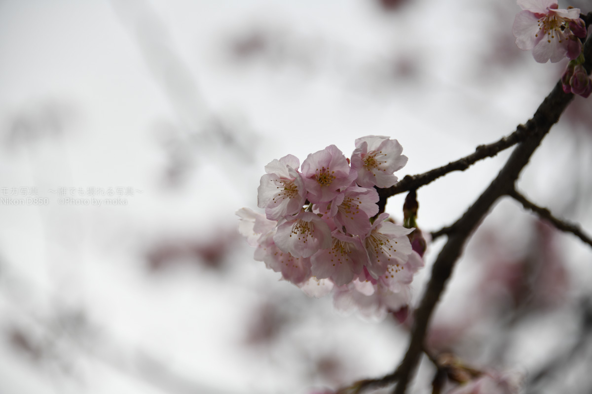 ［６］埼玉県川口市にある密蔵院の安行桜が見頃です！！