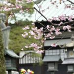 ［６］早咲きの安行桜が満開を迎えます！！