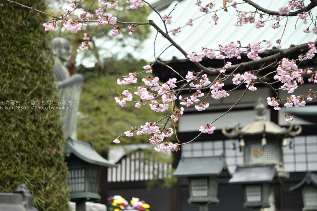 ［６］早咲きの安行桜が満開を迎えます！！