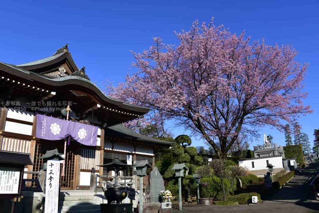 ［６］春の青空とピンクの桜の花のコントラストが美しい！