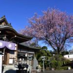 ［６］春の青空とピンクの桜の花のコントラストが美しい！