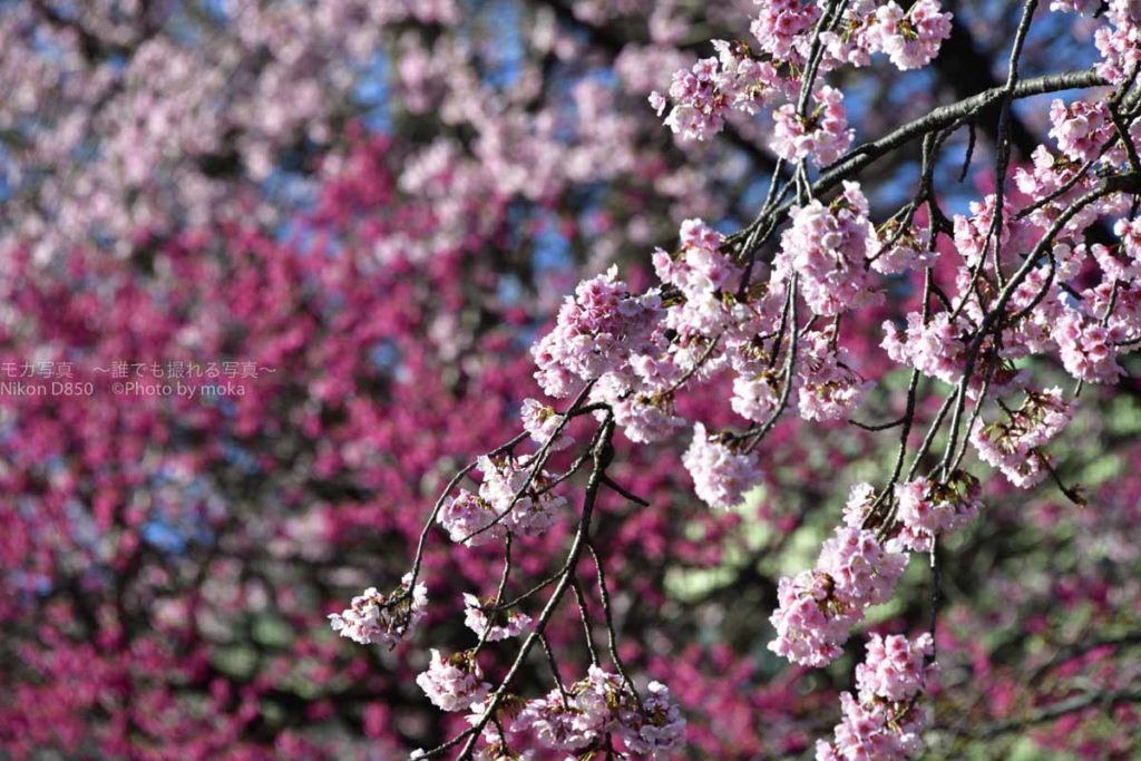 ［６］気温のジェットコースターの終着点は満開の桜